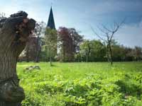 img nijbroek kerk wilg